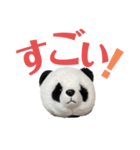 【立体パンダ】中学生がよく使うスタンプ（個別スタンプ：10）