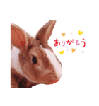 我が家にいるうさぎ君（個別スタンプ：1）
