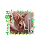 我が家にいるうさぎ君（個別スタンプ：5）