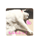 猫達のお返事（個別スタンプ：11）