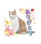 ファニーなニャンズ 2021 卒業にゃんこ3（個別スタンプ：3）