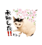 ファニーなニャンズ 2021 卒業にゃんこ3（個別スタンプ：4）