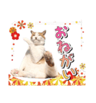 ファニーなニャンズ 2021 卒業にゃんこ3（個別スタンプ：5）