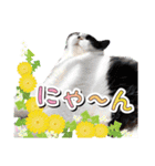 ファニーなニャンズ 2021 卒業にゃんこ3（個別スタンプ：6）