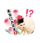 ファニーなニャンズ 2021 卒業にゃんこ3（個別スタンプ：7）