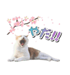 ファニーなニャンズ 2021 卒業にゃんこ3（個別スタンプ：11）