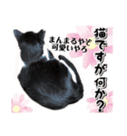 ファニーなニャンズ 2021 卒業にゃんこ3（個別スタンプ：12）