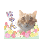 ファニーなニャンズ 2021 卒業にゃんこ3（個別スタンプ：14）