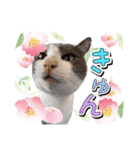 ファニーなニャンズ 2021 卒業にゃんこ3（個別スタンプ：16）