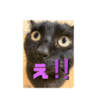 黒猫のくーちゃんとはなちゃん2（個別スタンプ：3）