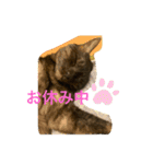 黒猫のくーちゃんとはなちゃん2（個別スタンプ：5）