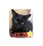 黒猫のくーちゃんとはなちゃん2（個別スタンプ：6）