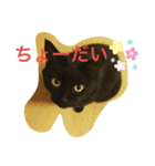 黒猫のくーちゃんとはなちゃん2（個別スタンプ：9）
