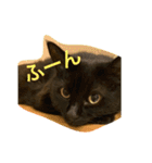黒猫のくーちゃんとはなちゃん2（個別スタンプ：11）