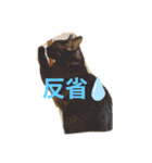 黒猫のくーちゃんとはなちゃん2（個別スタンプ：12）
