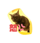 黒猫のくーちゃんとはなちゃん2（個別スタンプ：15）