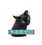 黒猫のくーちゃんとはなちゃん2（個別スタンプ：17）