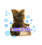 黒猫のくーちゃんとはなちゃん2（個別スタンプ：19）