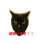 黒猫のくーちゃんとはなちゃん2（個別スタンプ：21）