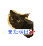 黒猫のくーちゃんとはなちゃん2（個別スタンプ：23）