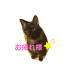 黒猫のくーちゃんとはなちゃん2（個別スタンプ：24）