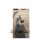 けひ（個別スタンプ：10）