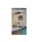 けひ（個別スタンプ：14）