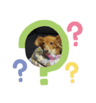 チワックスのクッキーちゃん5（個別スタンプ：5）
