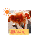 チワックスのクッキーちゃん5（個別スタンプ：10）