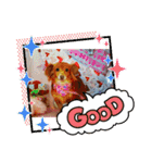 チワックスのクッキーちゃん5（個別スタンプ：12）
