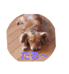 チワックスのクッキーちゃん5（個別スタンプ：16）