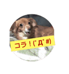 チワックスのクッキーちゃん5（個別スタンプ：17）