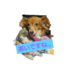 チワックスのクッキーちゃん5（個別スタンプ：18）