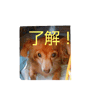 チワックスのクッキーちゃん5（個別スタンプ：23）