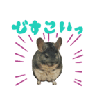 Hello, TAMA 2（個別スタンプ：5）