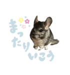 Hello, TAMA 2（個別スタンプ：14）