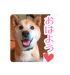 犬LOVE！雑種KOROROと柴犬プチだよ♪（個別スタンプ：1）
