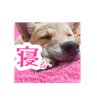 犬LOVE！雑種KOROROと柴犬プチだよ♪（個別スタンプ：2）