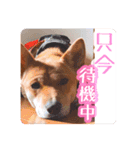 犬LOVE！雑種KOROROと柴犬プチだよ♪（個別スタンプ：3）