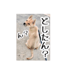 犬LOVE！雑種KOROROと柴犬プチだよ♪（個別スタンプ：4）