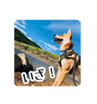 犬LOVE！雑種KOROROと柴犬プチだよ♪（個別スタンプ：5）