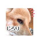 犬LOVE！雑種KOROROと柴犬プチだよ♪（個別スタンプ：6）