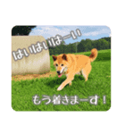 犬LOVE！雑種KOROROと柴犬プチだよ♪（個別スタンプ：7）