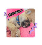 犬LOVE！雑種KOROROと柴犬プチだよ♪（個別スタンプ：8）