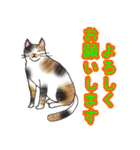 のんびりまったり猫との日常。②（個別スタンプ：1）