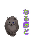 のんびりまったり猫との日常。②（個別スタンプ：7）