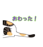 のんびりまったり猫との日常。②（個別スタンプ：19）