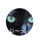 我が家の愛猫ジルのスタンプです（個別スタンプ：1）