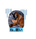 我が家の愛猫ジルのスタンプです（個別スタンプ：5）