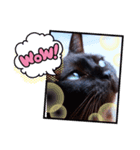 我が家の愛猫ジルのスタンプです（個別スタンプ：6）